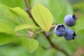 Northern highbush blueberry Vaccinium corymbosum, ripe berries